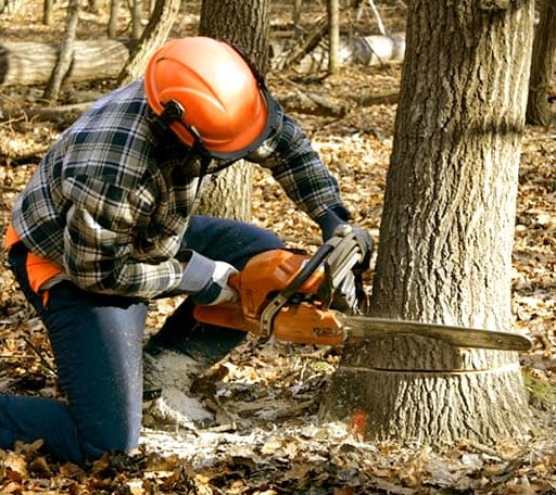 Tree Removal in Saint Charles, VA